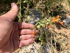 Anisacanthus thurberi