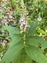 Teucrium canadense