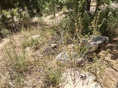 Anisacanthus thurberi