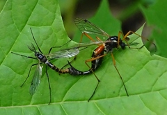 Tanyptera dorsalis