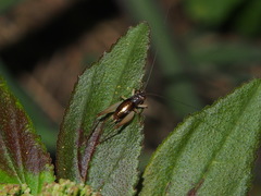 Trigonidium cicindeloides