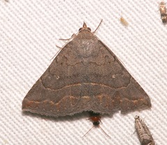 Lesmone griseipennis