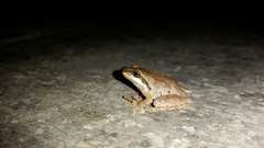 Pseudacris sierra