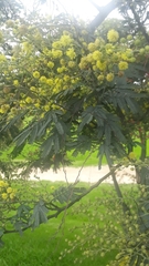 Acacia
