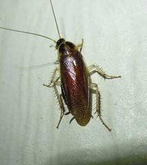 Ischnoptera bilunata