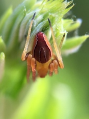 Acacesia hamata