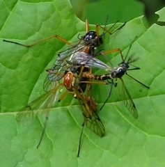 Tanyptera dorsalis