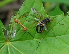 Tanyptera dorsalis