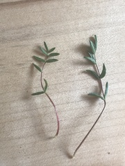 Oxytropis huddelsonii