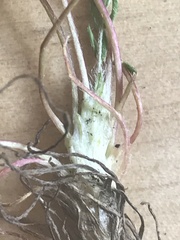 Oxytropis huddelsonii