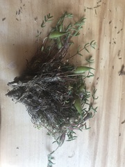 Oxytropis huddelsonii