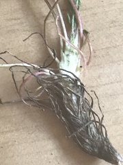 Oxytropis huddelsonii