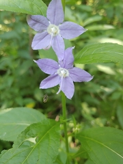 Campanulastrum americanum