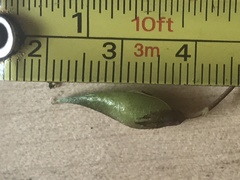 Oxytropis huddelsonii