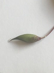 Oxytropis huddelsonii