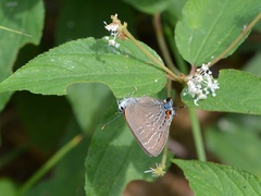 Satyrium calanus