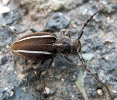 Neodorcadion bilineatum