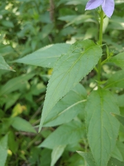 Campanulastrum americanum