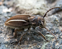 Neodorcadion bilineatum