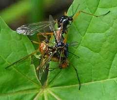 Tanyptera dorsalis