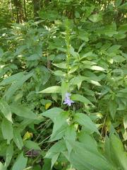 Campanulastrum americanum