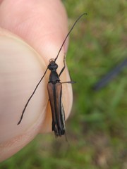 Strangalia acuminata