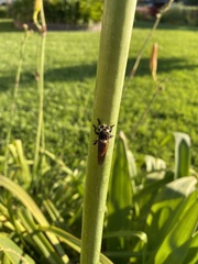 Mallophora fautrix