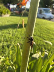 Mallophora fautrix