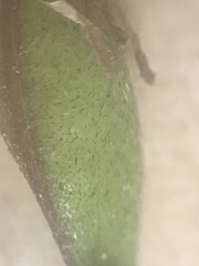 Oxytropis huddelsonii