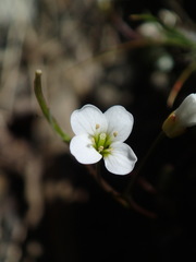 Cardamine basicola