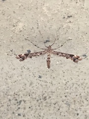 Amblyptilia pica