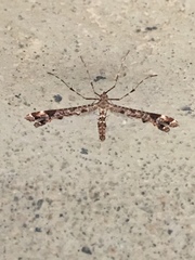 Amblyptilia pica