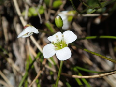 Cardamine basicola