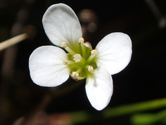 Cardamine basicola