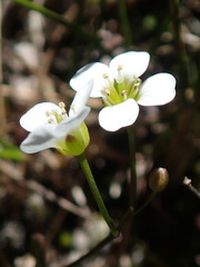 Cardamine basicola