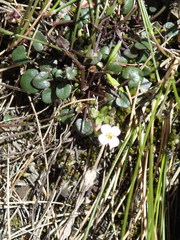 Cardamine basicola