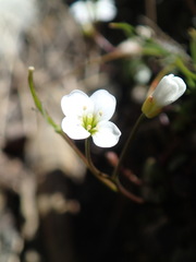 Cardamine basicola