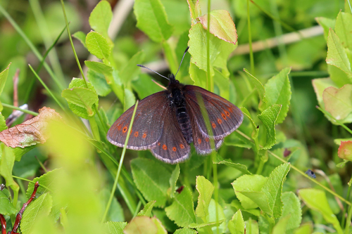Mountain Ringlet