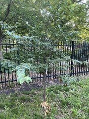Viburnum prunifolium