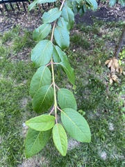 Viburnum prunifolium