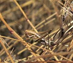 Decticita balli