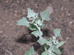 Chenopodium fremontii