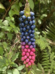 Amorphophallus kiusianus
