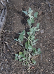 Chenopodium fremontii