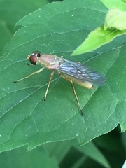 Ptecticus trivittatus