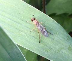 Ptecticus trivittatus