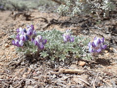 Lupinus breweri bryoides