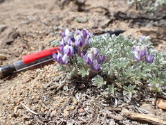 Lupinus breweri bryoides