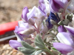 Lupinus breweri bryoides