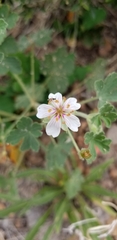 Geranium lentum